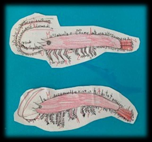 Mazzancolla è il suo nome Anche un altro nome va a Zonzo con questo meraviglioso gambero Zuzzurellando Anche di Notte Con il suo nome Oppure con il suo fidanzato, il gambero La mazzancolla è un pesce