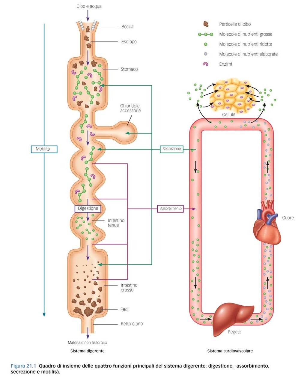 Il sistema digerente Digestione