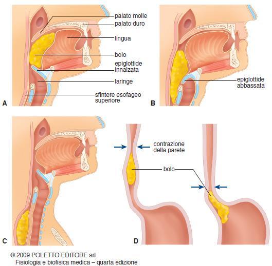 Il riflesso della deglutizione 1. Il bolo scende lungo la faringe; 2. Abbassamento epiglottide e chiusura glottide; 3.