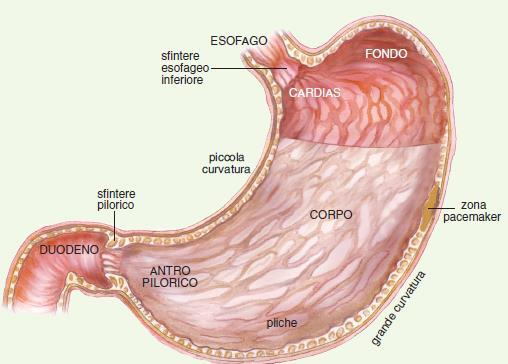 Lo stomaco Prima del suo arrive, lo stomaco si prepara a ricevere il bolo mediante un processo detto rilasciamento recettivo: il centro della deglutizione nel bulbo comanda il rilasciamento della