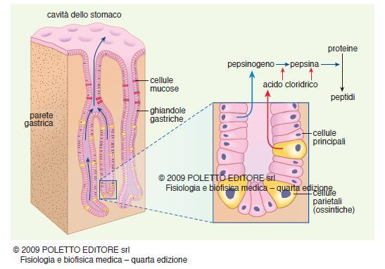 Lo stomaco: le fossette gastriche Pepsinogeno (cellule principali) Lipasi gastrica (cellule principali) HCl (cellule