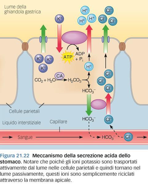 Lo stomaco: produzione di acido cloridrico Apertura canali K + Funzione battericida