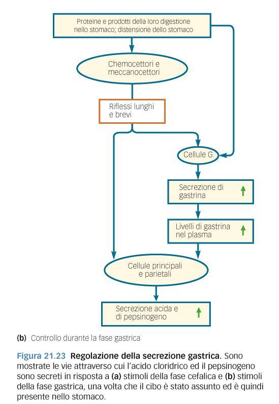 prodotti della digestione proteica stimolano ulteriore rilascio di HCl, pepsinogeno e gastrina; Fase gastrica ed intestinale: riduzione