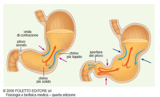 Dallo stomaco all intestino A seguito dell ingestione di un pasto la muscolatura dello stomaco svolge due compiti: rimescolamento e regolazione dello svuotamento gastrico.