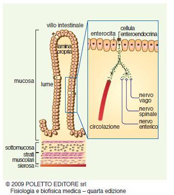 L intestino tenue: assorbimento La capacità di assorbimento del tenue è da attribuire alla sua mucosa estremamente ripiegata su se stessa a formare delle pieghe chiamate villi, che ne