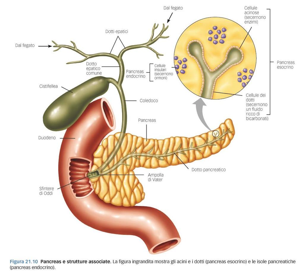 Il pancreas Situato dietro e sotto lo stomaco Organo esocrino ed endocrino che secerne ormoni importanti per il metabolismo Pancreas esocrino: comprende acini e dotti associati che convergono nel