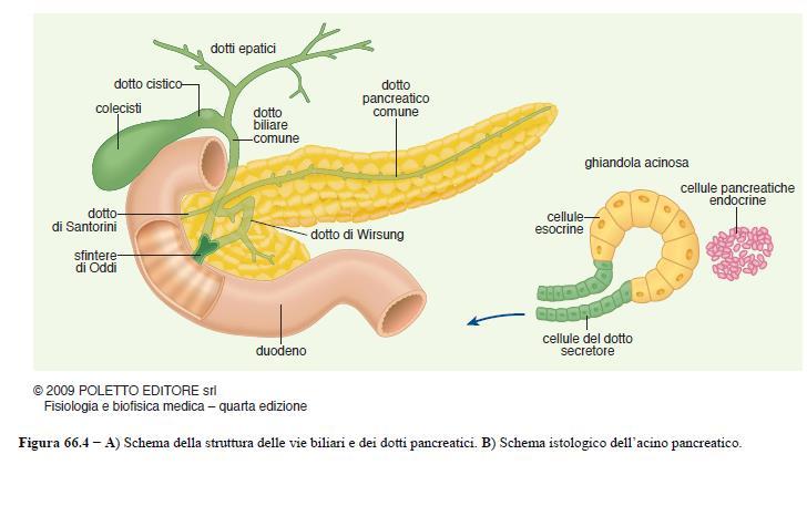 Il pancreas: la secrezione pancreatica La secrezione del succo pancreatico ha inizio negli acini con la produzione di una piccola quantità di fluido contenente