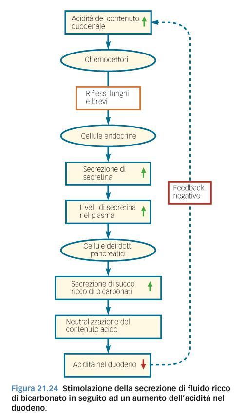 Il pancreas: la secrezione pancreatica La secrezione del succo pancreatico è influenzata dagli stimoli delle fasi cefalica, gastrica ed intestinale ma prevalentemente da queste ultime due.