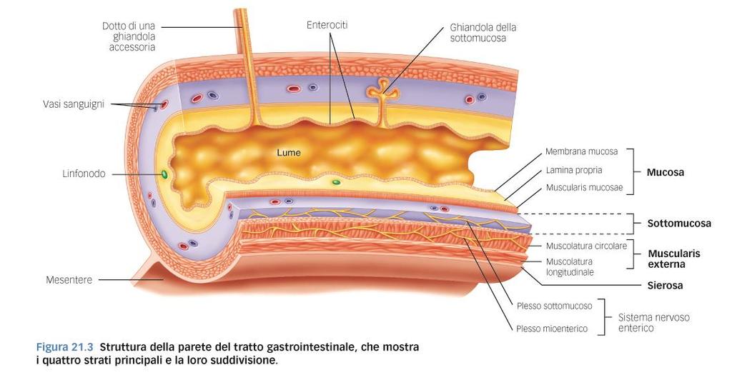 Struttura generale della parete del tratto GI Mucosa: delimita il tubo Sottomucosa: