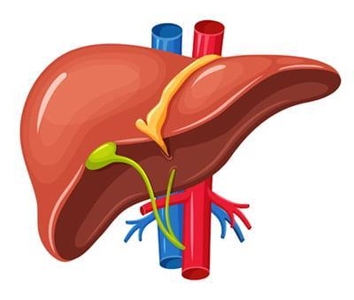 Il fegato Organo più grande della cavità addominale sorprendentemente versatile, le più importanti funzioni sono: Secrezione della bile, che contiene bicarbonati,fosfolipidi,ioni organici e sali