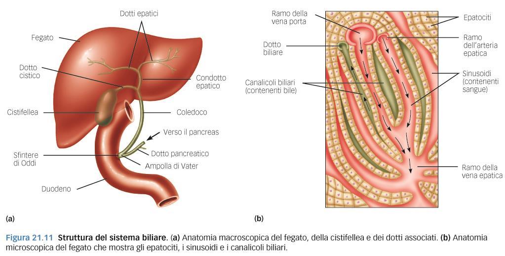 Il