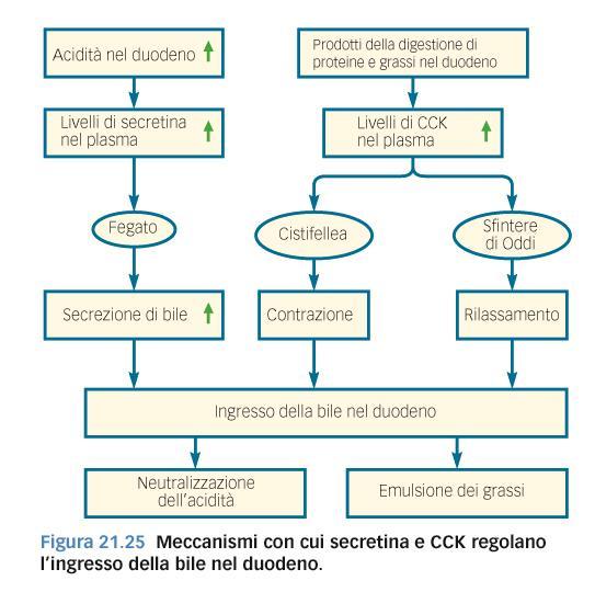 Il fegato: secrezione della bile La secrezione della bile nel duodeno dipende dall azione della CCK e della secretina.