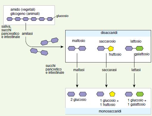 Digestione ed assorbimento: i carboidrati Polisaccardi: cellulosa e amido, dai prodotti di origine vegetale, e glicogeno, dai prodotti di origine animale.