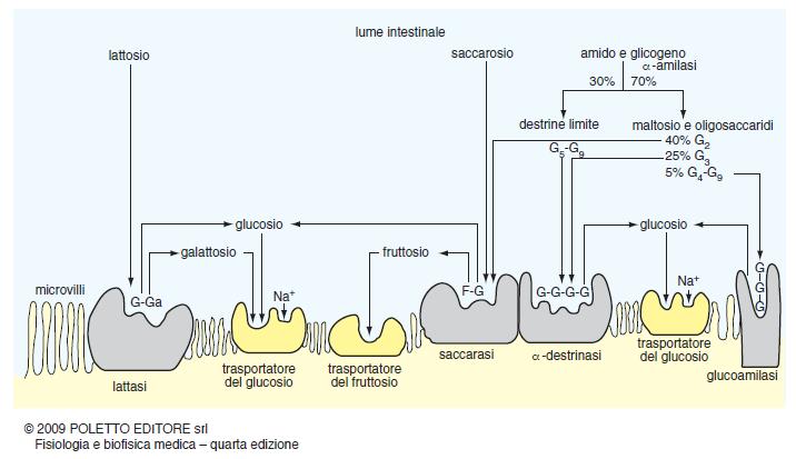 Digestione ed assorbimento: i carboidrati Destrinasi e glucoamilasi idrolisi destrine limite Saccarasi idrolisi saccarosio in 1 glucosio e 1
