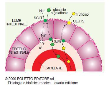 Digestione ed assorbimento: i carboidrati SGLT cotrasporto Na-Glucosio/Galattosio GLUT2