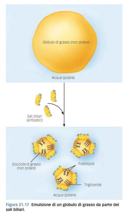 anfipatiche: hanno una porzione polare ed una apolare; Forniscono alle gocciole un
