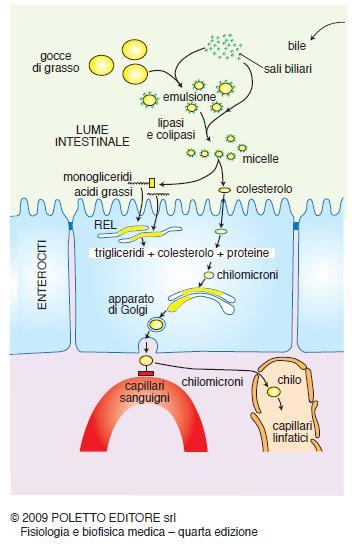 Digestione ed assorbimento: i lipidi 1. Acidi grassi e monogliceridi vengono assorbiti per diffusione passiva dalle cellule intestinali; 2.