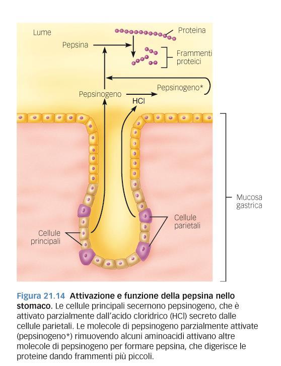 Digestione ed assorbimento: le proteine La digestione delle proteine inizia nello stomaco; Pepsinogeno