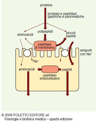 Digestione ed assorbimento: le proteine Amminoacidi liberi, dipeptidi e tripeptidi, vengono trasportati attivamente all interno della cellula mediante un cotrasporto con il sodio; Dipeptidi e