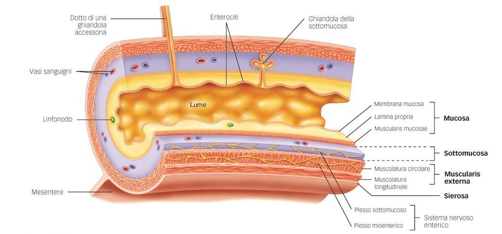 La muscolaris externa è responsabile della motilità fibre muscolari longitudinali, e circolari favorisce il movimento del contenuto nel lume ed il rimescolamento.