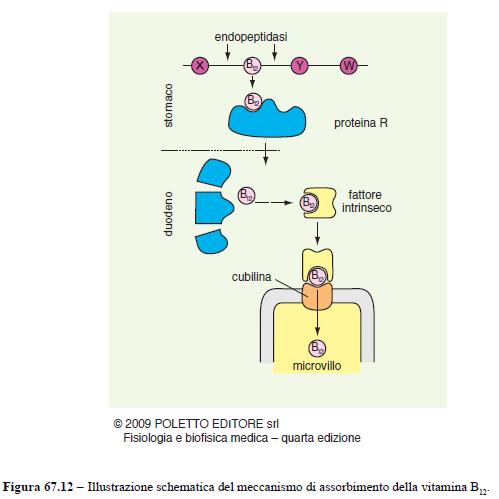 Assorbimento delle vitamine Vitamine liposolubili: A D E K seguono un meccanismo simile a quello dei lipidi; Vitamine idrosolubili: B C assorbite tramite cotrasportatori con il Na o