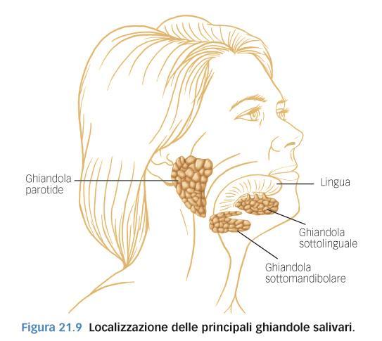 Le ghiandole salivari La saliva è prodotta da tre paia di ghiandole