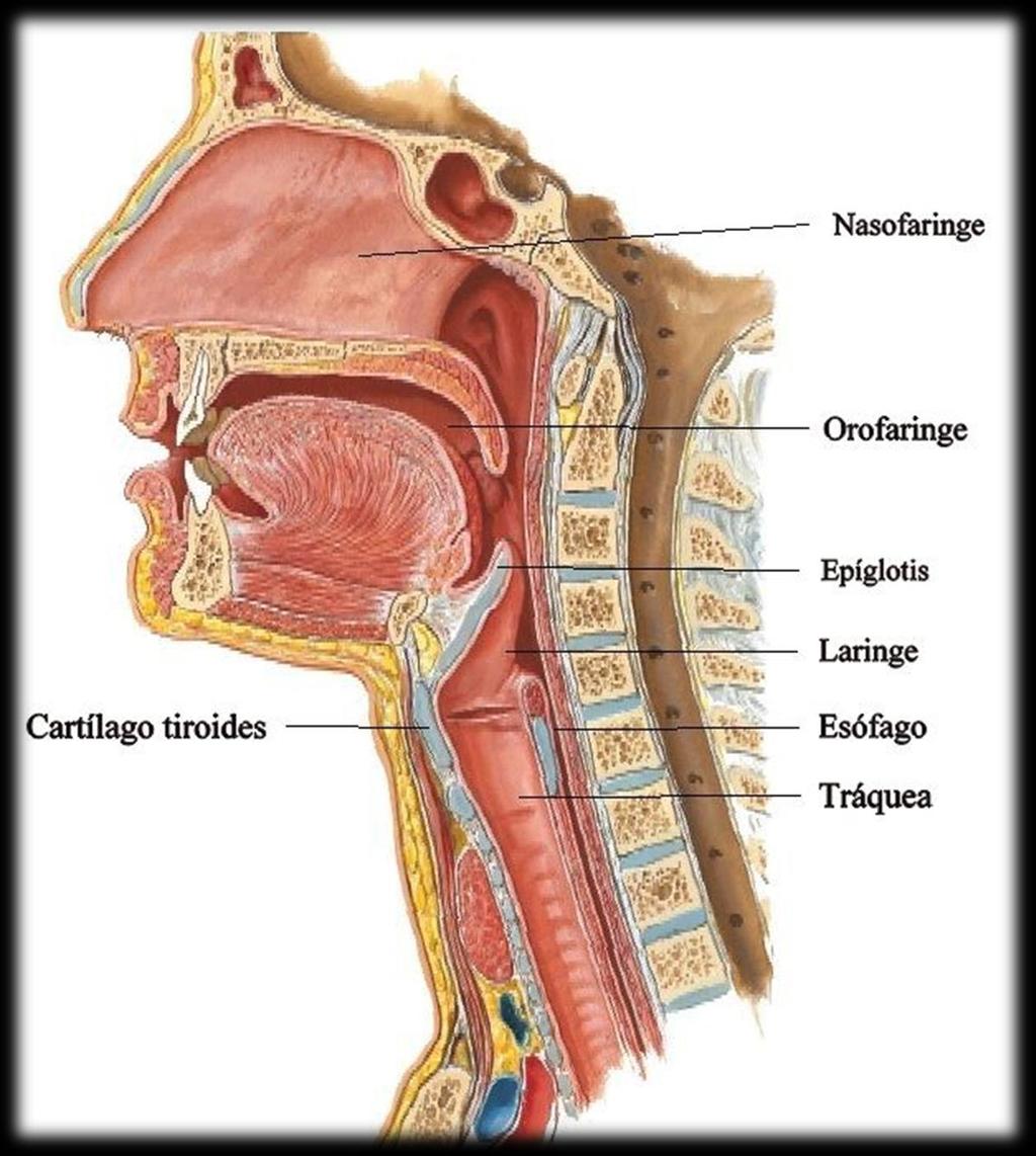 Vie aeree superiori : - Naso esterno,