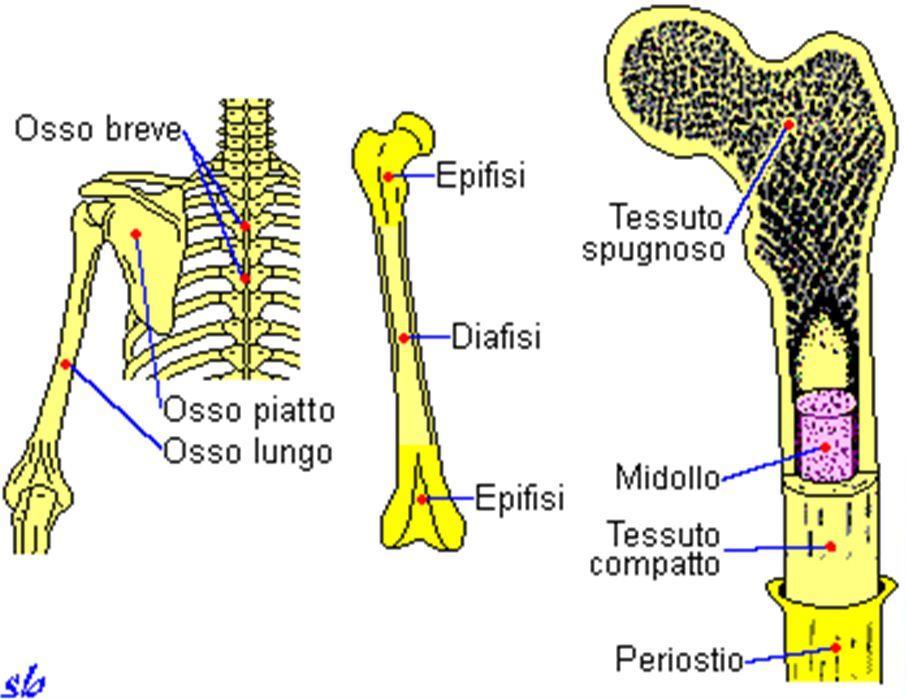 TESSUTO OSSEO Possiamo distinguere una parte esterna, compatta, da una parte interna,