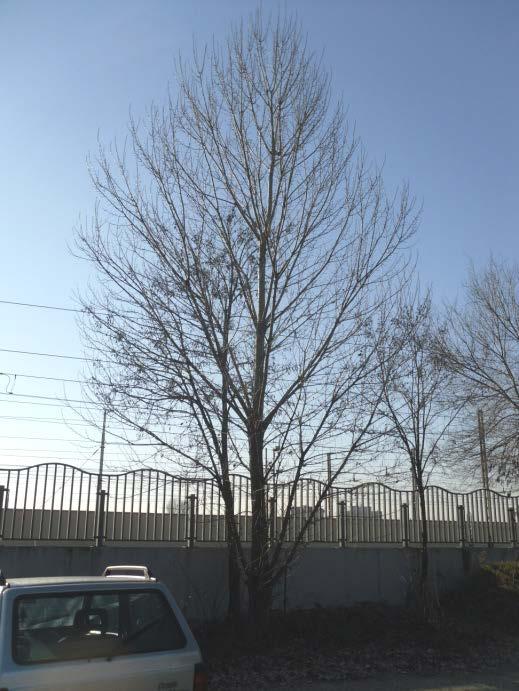La pianta n. 10 con tassonomia Populus nigra ha un portamento equilibrato e chioma omogenea. La pianta è radicata vicino alla pianta n. 9 e pertanto vi è della competizione tra esse.
