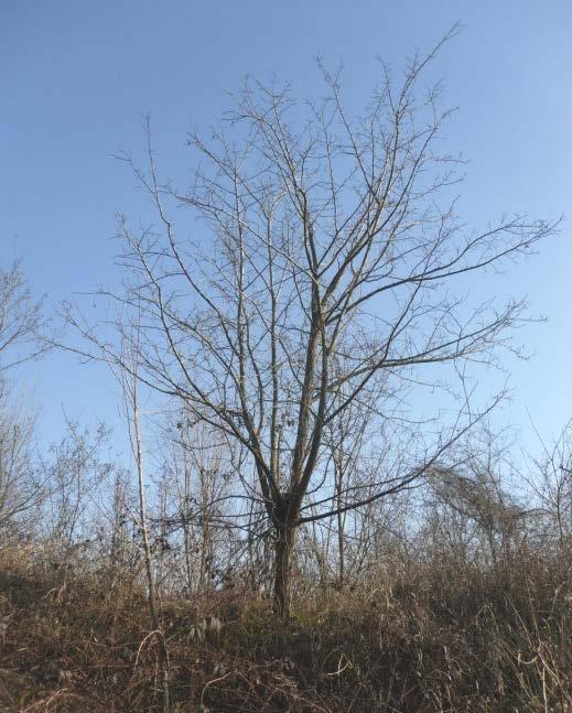 La pianta con il n. 3 ha tassonomia Robinia pseudoacacia. La pianta è radicata nella zona centrale della sotto-aree più precisamente sul lato lungo via Raffaello Sanzio.