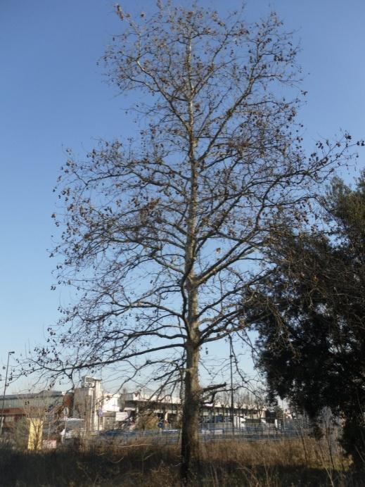 La pianta con il n. 4 ha tassonomia Platanus x acerifolia. La pianta è radicata nella zona verso l incrocio tra Via Botticelli e Via Raffaello Sanzio.