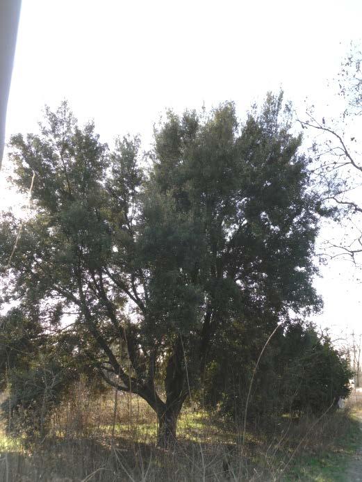 In chioma si riscontra del seccume interno e distale. La pianta è alta circa 17,0 m e ha un diametro del fusto pari a circa 50,0 52,0 cm. La pianta con il n. 5 ha tassonomia Quercus ilex.