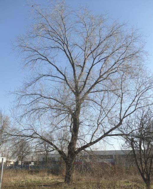 La pianta con il n. 7 ha tassonomia Populus nigra. La pianta è radicata nella zona verso l incrocio tra Via Botticelli e Via Raffaello Sanzio.