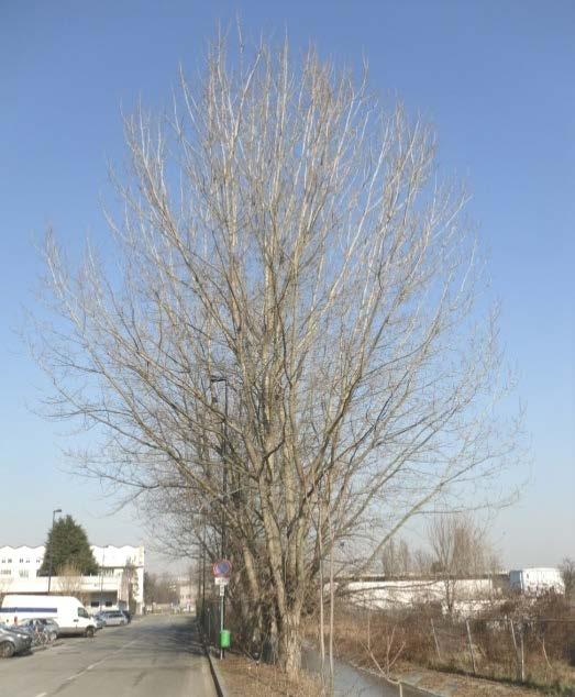 La pianta con il n. 9 ha tassonomia Populus nigra. La pianta è radicata lungo la sponda della roggia sul lato di Via Caravaggio. La pianta ha portamento equilibrato e chioma omogenea.