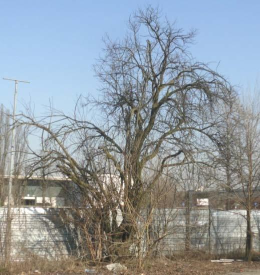 La pianta con il n. 15 ha tassonomia Prunus sp. La pianta è radicata a lato dell ex area adibita a parcheggio.