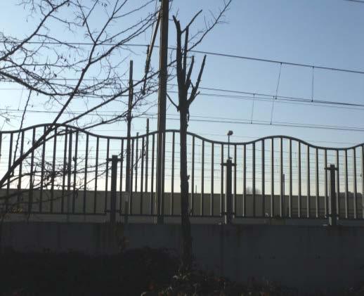 . Queste piante si sviluppano lungo il muro perimetrale della ferrovia con distanza, tra il suddetto muro e il filo fusto delle piante,