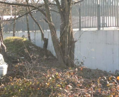 In passato è stata sottoposta a degli interventi di potatura di contenimento sul lato verso la ferrovia.