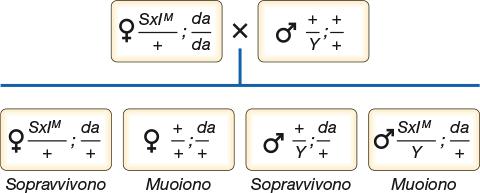 Sergio Pimpinelli Genetica Copyright