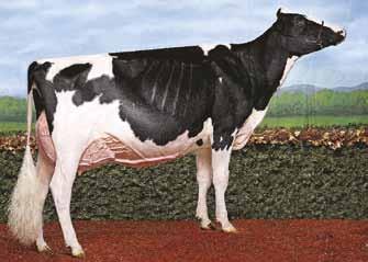 (EX-94 DOM) Skychief 4 TORO A TIPO E ARTI E PIEDI IN USA TRIONFA IN TUTTI I RING DEL MONDO OTTIMA FERTILITÀ SEME CON SCR +1,7 50364 FIGLIE AB health Jacobs Gold Liann (VG 89) - USDA 04/2019 GTPI 1820