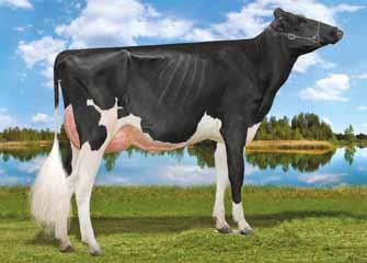 84) Lawn Boy P Red x (VG 87) Jordan Red 2 A TIPO E 4 A MAMMELLA IN USA 2 A TIPO IN ITALIA 5 A CONFORMAZIONE IN CANADA 513 FIGLIE BETAcaseina A2A2 Lingle DB Flirt Oakfield Jacoby Disney-ET Show Type -