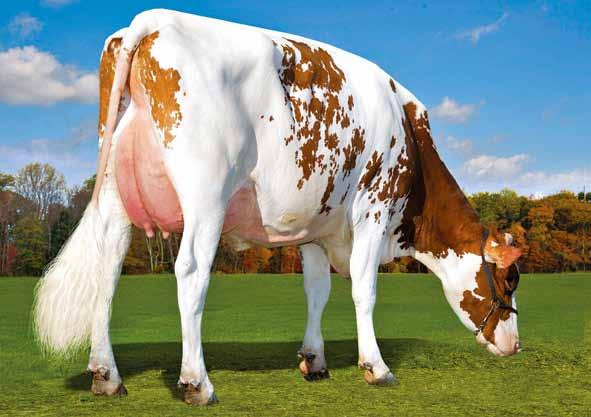 Rager-Red US000072353457 RI-VAL-RE RAGER-RED-ET TP TV TL TY TD Relief-P x (VG 88 DOM) Observer x (EX 90) Advent Red x (VG 88 GMD DOM) Ranger x Park x (EX 90) Factor x (EX 90) A.