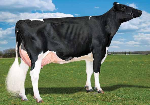 Luxotic US003142181452 PEAK LUXOTIC-ET TR TP TC TV TL TY TD nato 20/06/2017 new Charley x (VG 85) Silver x (EX 90 DOM) Tango x (VG 88 DOM) Just x (VG 86 DOM) Nifty x Shottle x (EX 90 GMD DOM) Magna
