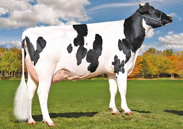 Outsiders US000074345967 HURTGENLEA YDR OUTSIDERS-ET TR TP TV TL TY nato 25/02/2015 Yoder x (VG 87 DOM) Supersire x (EX 90) Russell x (VG 88 GMD DOM) O-Man x (EX 93 GMD DOM) Dante x (EX 90 GMD DOM)