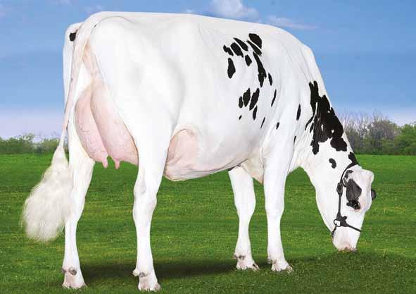 Hang-Time x (VG 88) Bombero x Mogul x (GP 83) Man O Man x (EX 91) Baxter x(ex 92 GMD DOM) Shottle HANG-TIME X BOMBERO X MOGUL X MAN O MAN MONTROSS X SUPERSONIC Casper CA000012208585 CLAYNOOK CASPER