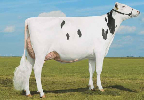 Kingboy US000072044077 MORNINGVIEW MCC KINGBOY-ET TV TL TY TD Mccutchen x (EX 91 DOM) Super x (EX 94 GMD DOM) Shottle x (EX 92 GMD) Champion Provati GTPI MCCUTCHEN X SUPER X SHOTTLE X CHAMPION BOOKEM