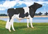 Supersire US000069981349 SEAGULL-BAY SUPERSIRE-ET TV TL TY TD Robust x (EX 92 GMD DOM) Planet x (VG 86 DOM) Shottle x (VG 86 GMD DOM) O-Man x (EX 92 GMD DOM) Rudolph x (EX 90 GMD DOM) Elton x (VG 87)
