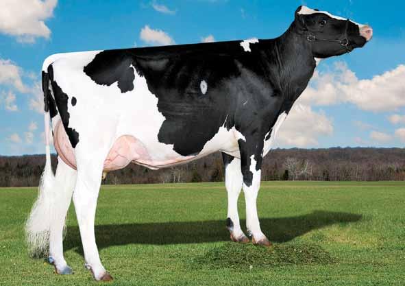 Shiek US003136176192 S-S-I LA SANDERSON SHIEK-ET TR TP TC TL TD nato 29/12/2016 Sanderson x (VG 88 DOM) Yoder x (EX 90 GMD DOM) Supersire x (VG 87 DOM) Bookem x (VG 86 DOM) Shottle x (VG 86 DOM) O