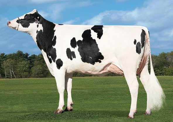Solution US003139490455 FUSTEAD S-S-I SOLUTION-ET TR TP TC TL TD TY nato 22/02/2017 Frazzled x (VG 85 DOM) Rubicon x (VG 86) Oak x (EX 90 GMD DOM) Bolton x (VG 87 GMD DOM) O Man x (EX 90 GMD DOM)