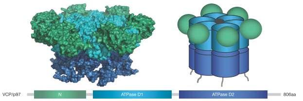 Cdc48 (yeast) / p97 AAA-ATase (human) 1% della massa proteica della cellula Omoesamero Zn +2 coordinato all interno del «barile» AT Dipendente ed ad altissimo consumo [30-80 AT per 100 residui] uò
