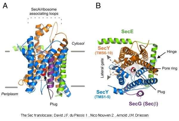 Il Traslocone Il Traslocone è un complesso macromolecolare essenziale per la corretta sintesi proteica